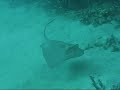 Blue Spotted Stingray