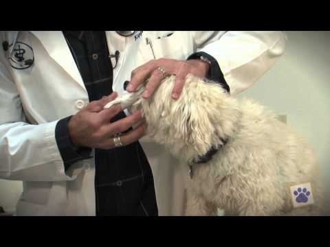 Brush Your Dog’s or Cat’s Teeth!!