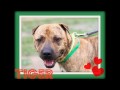 Tiger (A1079663) & Ophelia (A1083632)