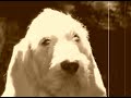Spinone Gina