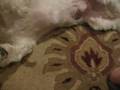 Buster Brown the Shih Tzu does some tricks