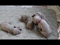 Click here to watch this video 004.MOV