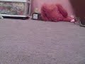 Webkinz on Caffine