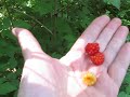 Salmonberry