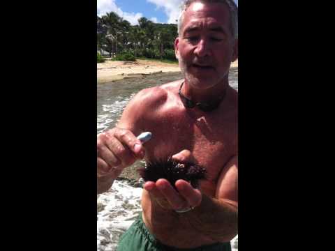 how to harvest a sea urchin