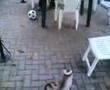 Pug video