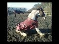 crazy cob