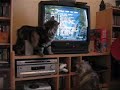 PS2 Turok Evolution vs Feathers for Felines