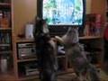 PS2 Turok Evolution vs Feathers for Felines