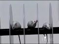 transgenic mouse model of spinocerebellar ataxia being tested on a rotarod.