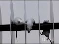 transgenic mouse model of spinocerebellar ataxia being tested on a rotarod.
