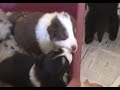 los cachorros de Meghan y Brownie