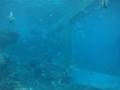 沖縄美ら海水族館