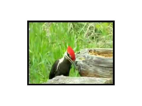 woopecker go 4 it4
