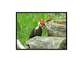 woopecker go 4 it4