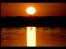 Nature Montage 1 (License to chill)