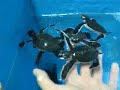Green Sea Turtle Hatchlings