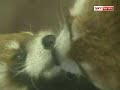 Skycast.com - Kissing Pandas Skycast.com - Kissing Pandas