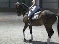 Ofrah dressage training