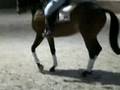 Ofrah dressage training