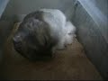 hamster sleeping in sandbox hamster sleeping in sandbox