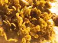 Cozumel cave dive and seahorse up close Cozumel cave dive and seahorse up close