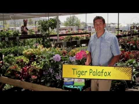 how to fertilize pink hydrangeas