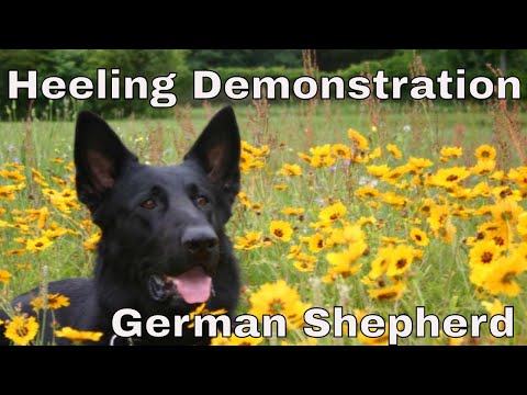 Heeling Demonstration with German Shepherd