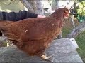Chicken Flying!!!!!!!!! Chicken Flying!!!!!!!!!