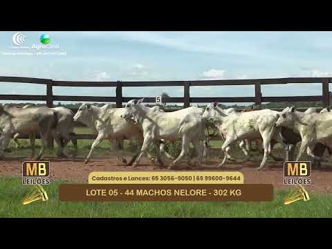 542� LEIL�O VIRTUAL MB LEIL�ES