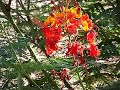 Mexican Bird of Paradise
