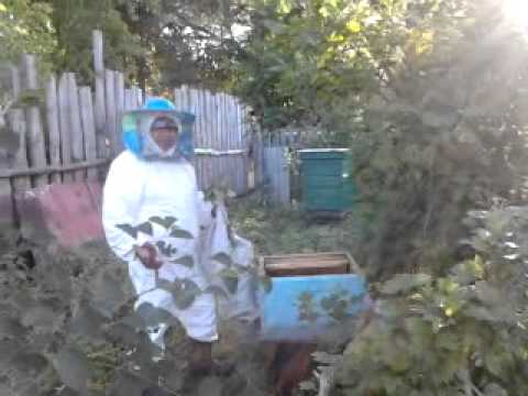 пасека ловим дикий рой видео пасека ловим дикий рой видео
