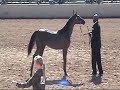 Scottsdale AOTH friday 16th 2007 Arabian Horse show