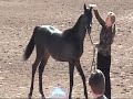 Scottsdale AOTH friday 16th 2007 Arabian Horse show