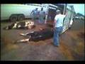 Transportation of Farm Animals Investigation