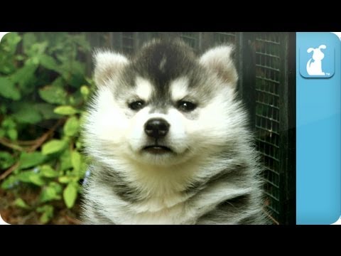 Siberian Husky Puppies - Puppy Love