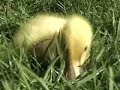 More Ducklings