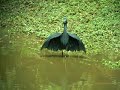 Black Egret (Egretta ardesiaca)