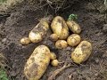 Видео - Выращивание картофеля под соломой