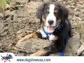 Dog Sow USA intro