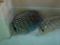 Wild Discus - vitordiscus@gmail.com - direct from the rivers in Amazonia 