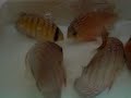 News Discus direct from Santarem - export wild Discus News Discus direct from Santarem - export wild Discus