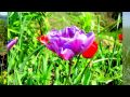 le printemps !