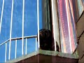 shar-pei-auf-der-treppe.html