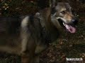 Kazan - M�j ukochany piesul :D