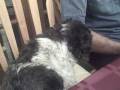 Snuffles at the Table