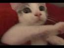 Re?The Cat Diaries Episode pok�mon canon