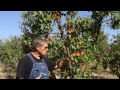 In The Orchard with Farmer Al: Robada Apricot