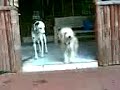 Mini's pups