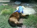 Pinyata Pwnage Pinyata Pwnage